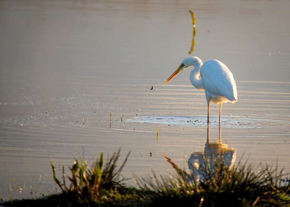 Egret Breakfast @ Leighton Moss photo