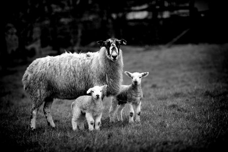 Lambs of Arnside 4 of 4 photo