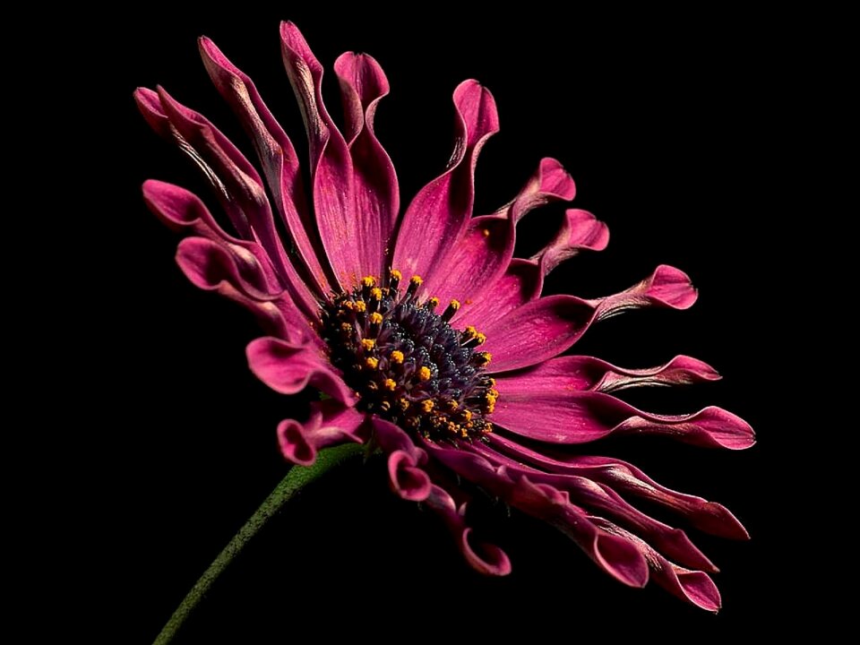Blossom bloom petals