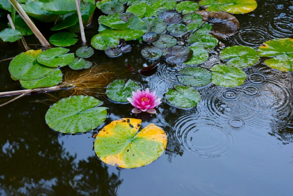 Pond blossom bloom