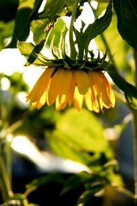 Plants sunshine autumn