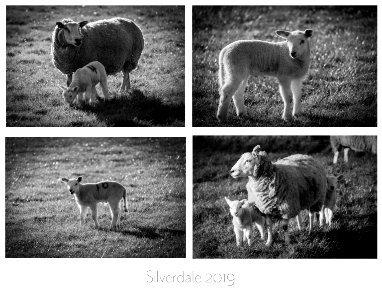 Lambs 2019 photo