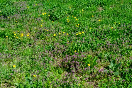 Flowers of spring