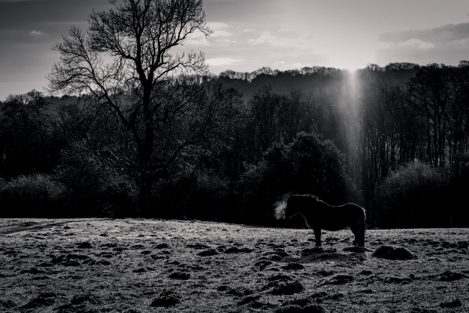 Pony at dawn