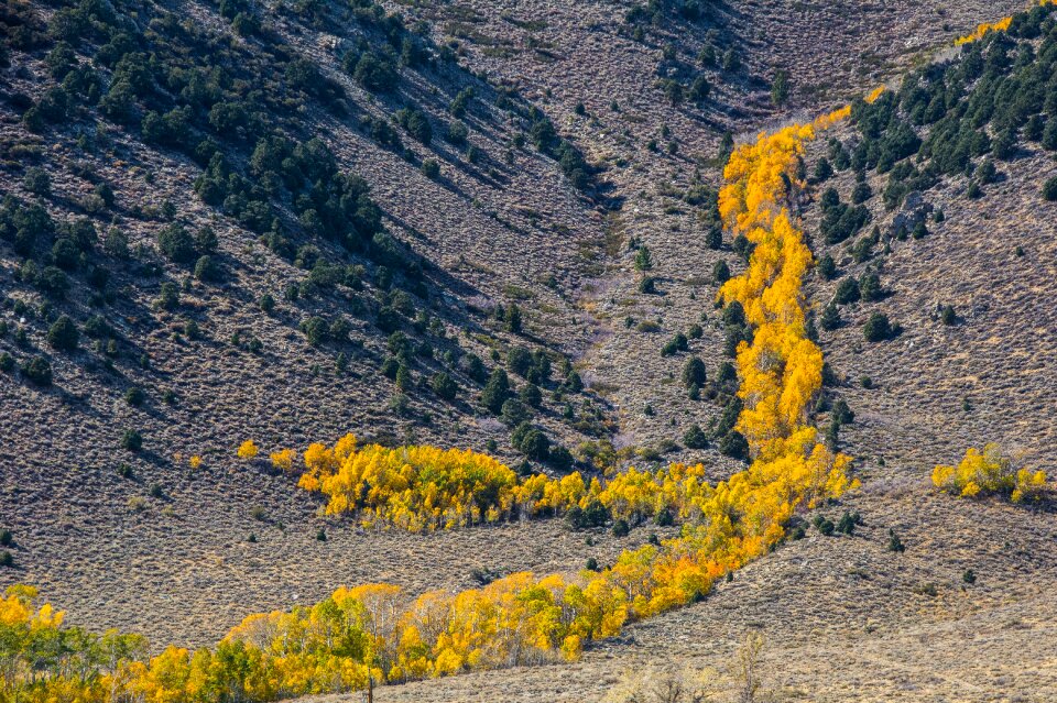 Foliage autumn fall photo