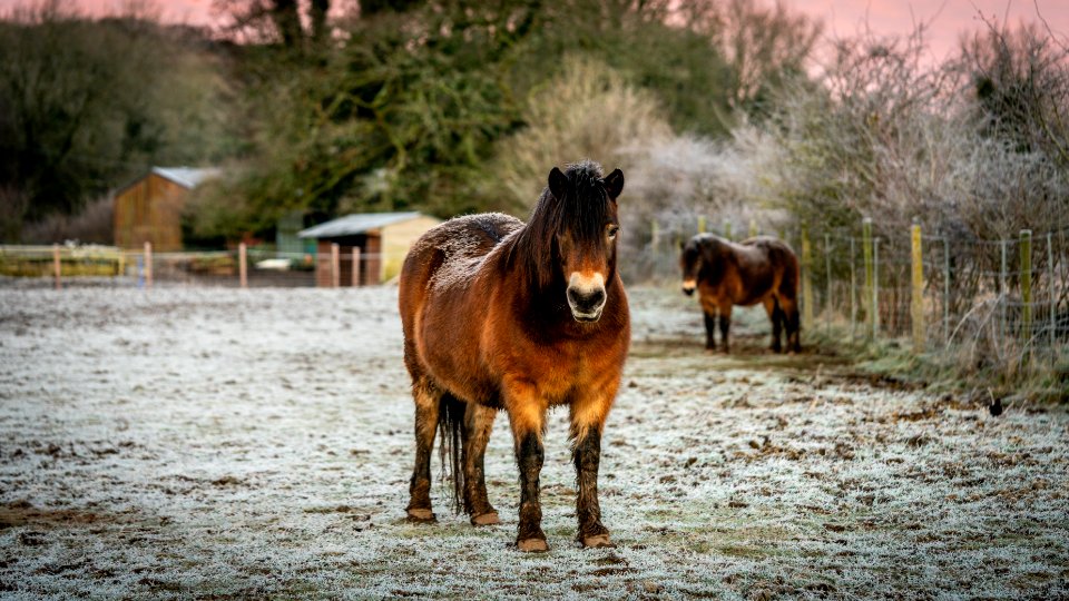 Ponies in Silverdale - 2 photo