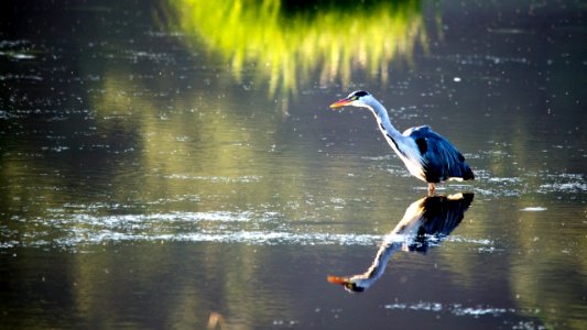 Heron Fishing photo