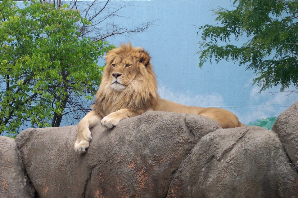 Zoo zoo animals king of the jungle photo