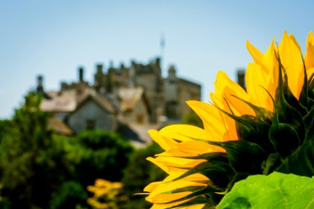 Sun(flower) Rise at Sizergh Castle photo
