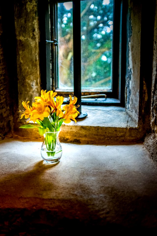Yellow at Sizergh