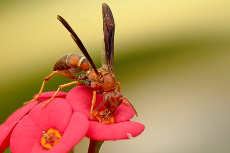 Outdoor pollinator environment