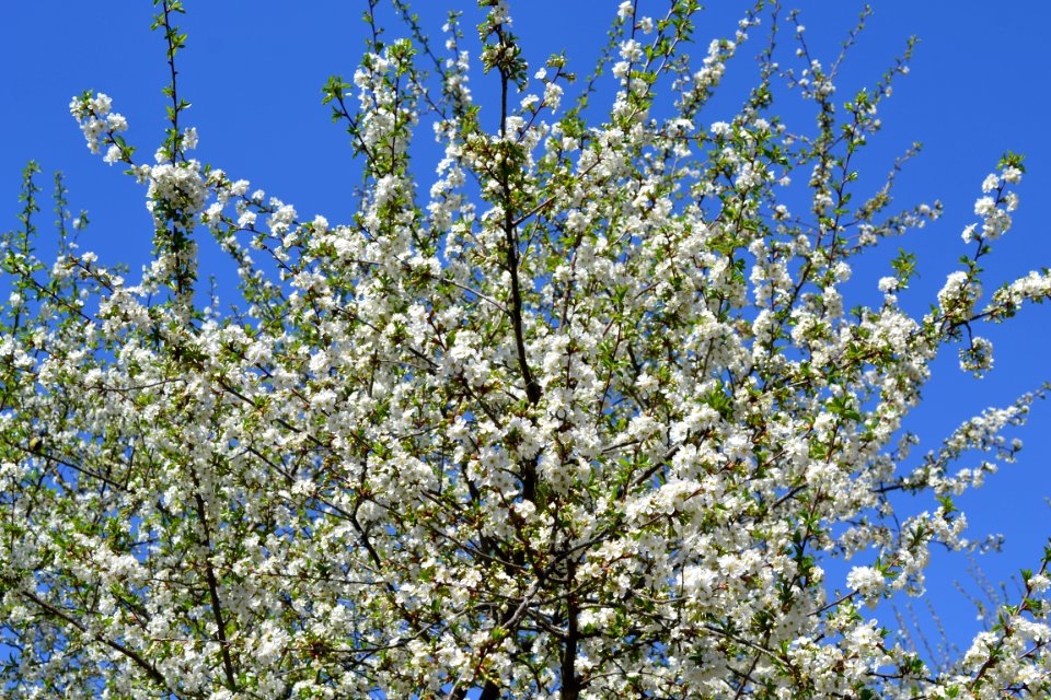 Flowering trees