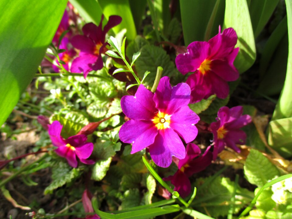 Spring green violet