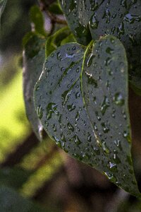 Raindrop leaves green photo