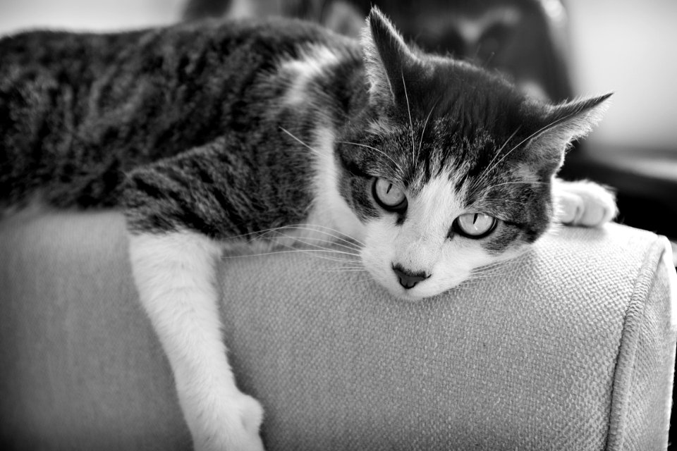 "Yes, this IS how you should sit on a sofa."