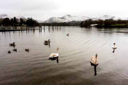 Swans n Ducks photo