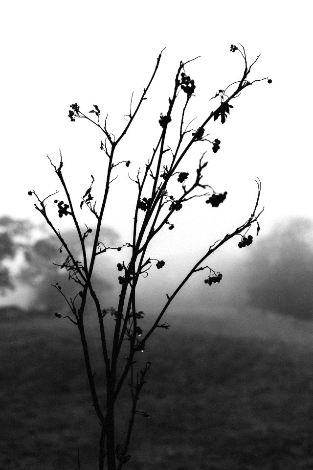 Twigs