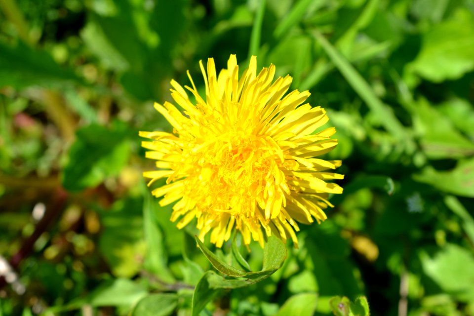 Flowers in the garden