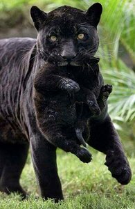 Animal wildlife hunter