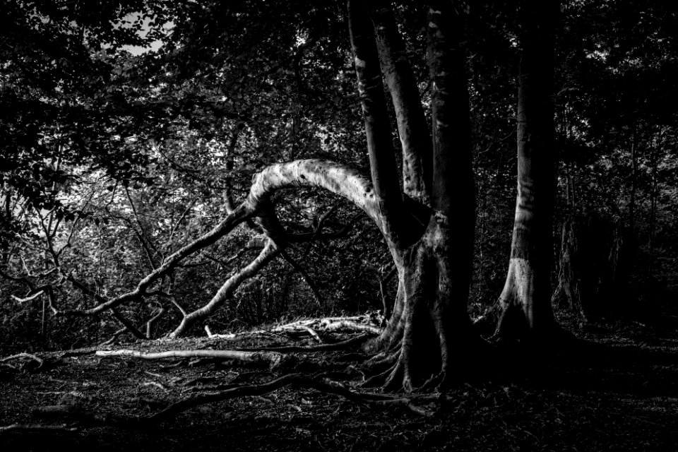 Eaves Wood - Morning Walk | 3 of 3