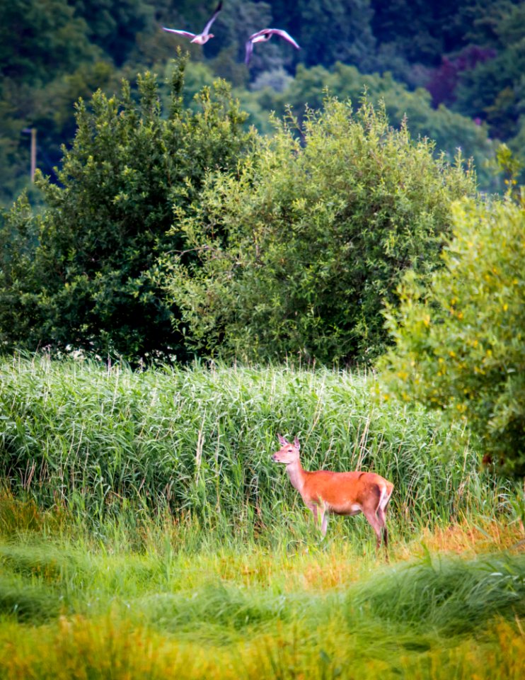 Morning Walk photo