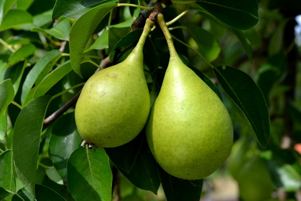 Pears