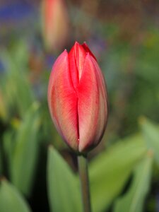Flower red spring