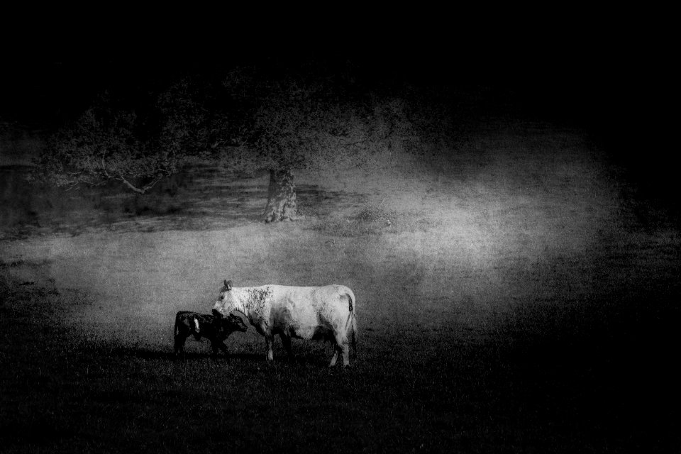 Monther and Child - Silverdale