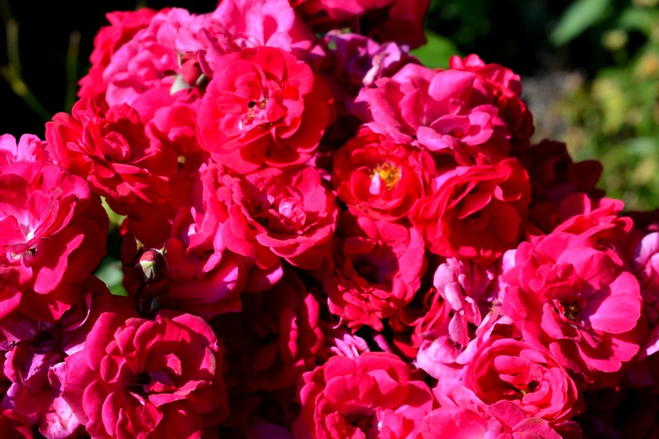 Roses photo