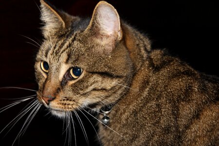 Cyper pet cat photo