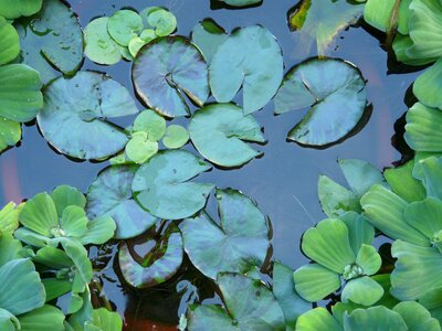 Flowers pond taiwan photo