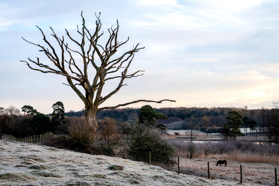 Tree and a Pony - Silverdale - Fell Ponies (5 of 5)