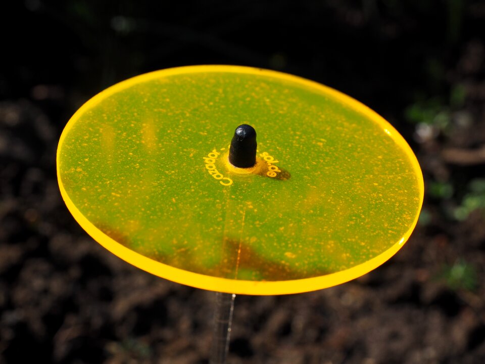 Gartendeko neon yellow fluorescent