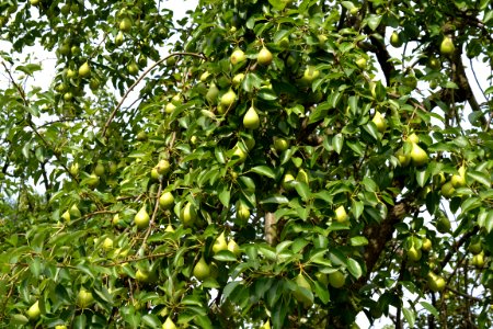 Pears