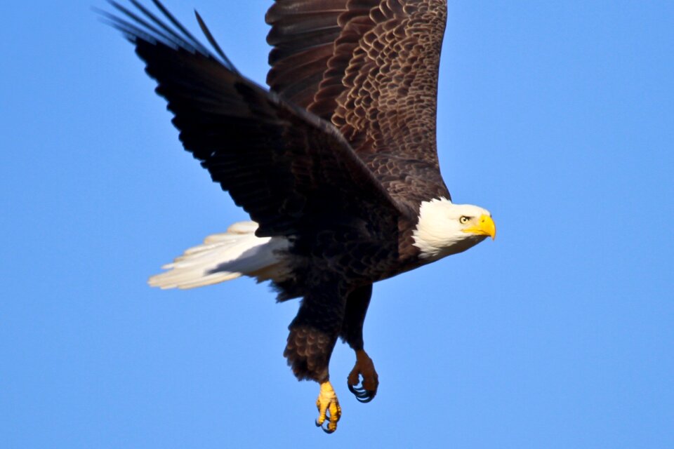 Wildlife nature predator