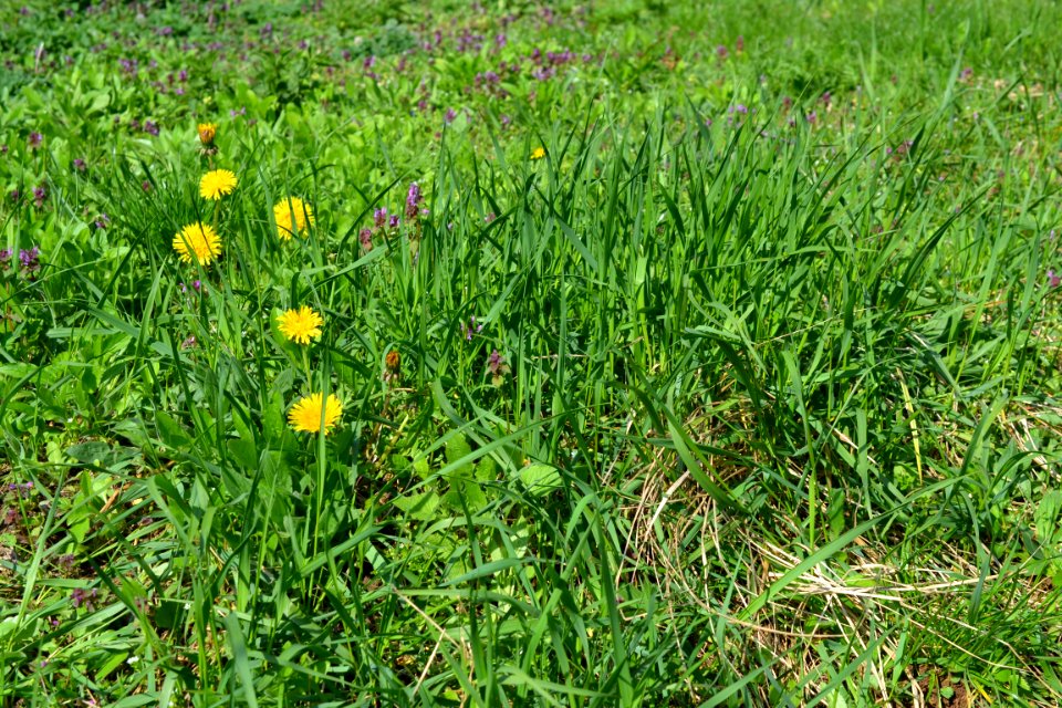 Flowers in the garden