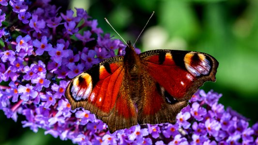 Morecambe Butterflies - (1 of 2)