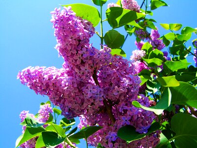 Purple lilac spring flower garden