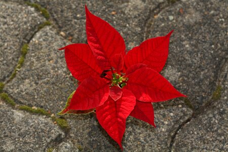 Christmas star ornamental plant spurge family photo