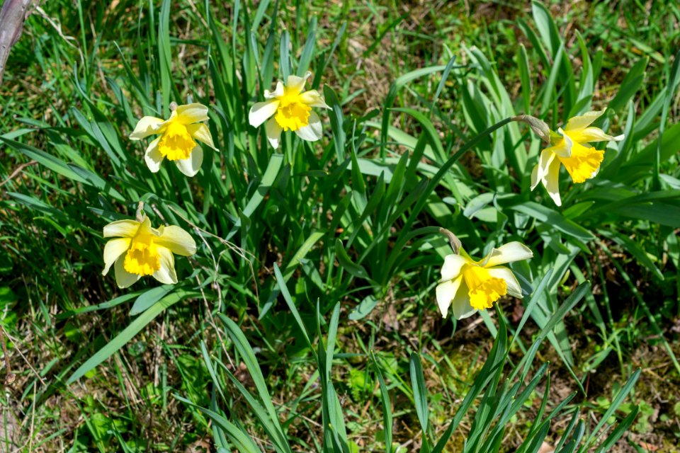 daffodils