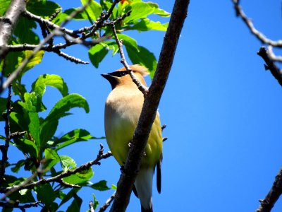 Cedar Waxwing photo