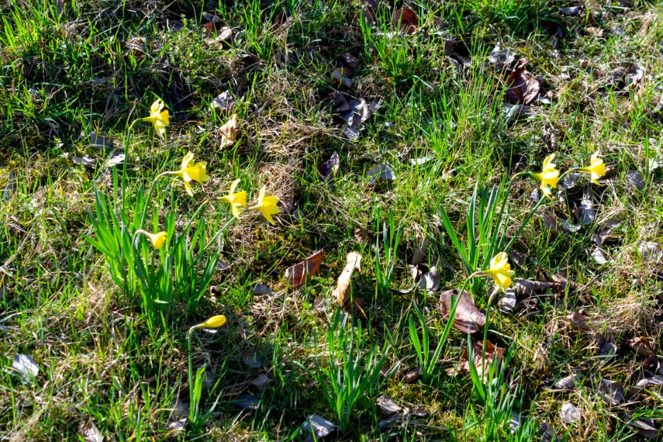 daffodils