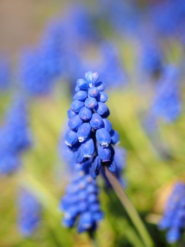 Blossom bloom flower