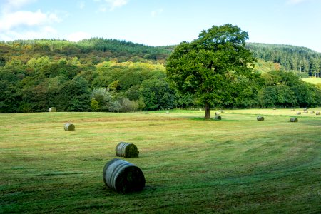 Bales in Grizedale photo