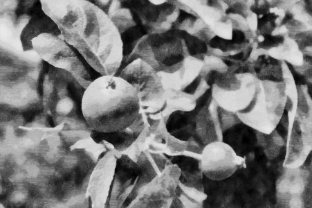 apple Woodetch photo