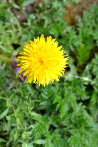 Flowers in the garden photo