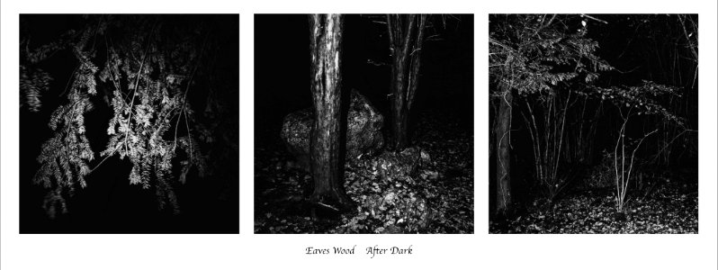 Eaves Wood - After Dark photo