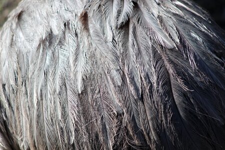 Grey ostrich bird