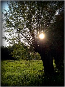 Poland tree sunset