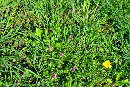 Flowers in the garden